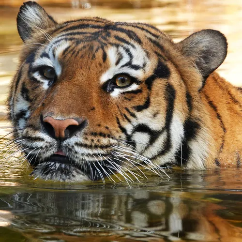 Тигр Картинки тигр в воде