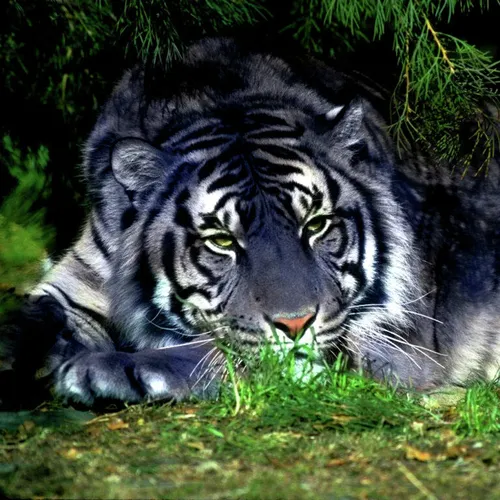 Тигр Картинки тигр лежит на траве