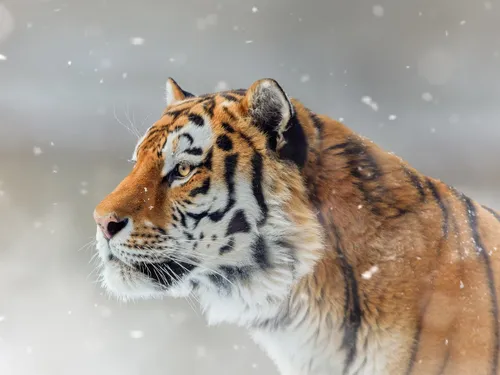 Тигр Картинки тигр на снегу