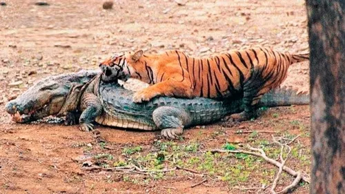 Тигр Картинки тигр, лежащий на крокодиле