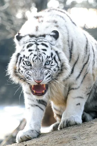 Тигр Картинки белый тигр с открытым ртом
