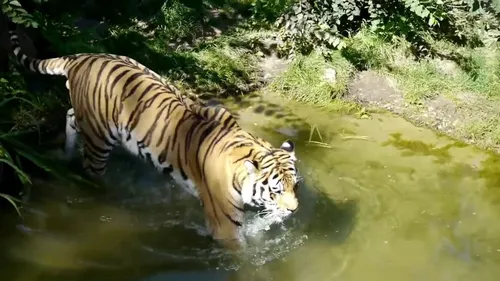 Тигр Картинки тигр гуляет по воде