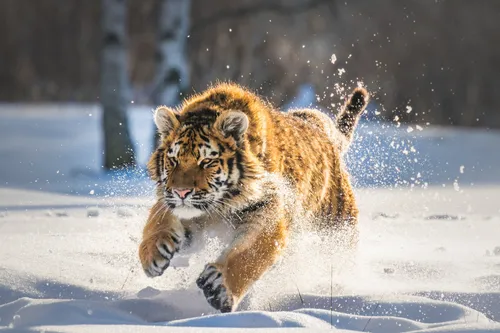 Тигр Картинки фон