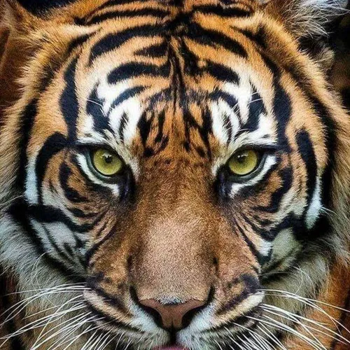 Тигр Картинки крупный план тигра