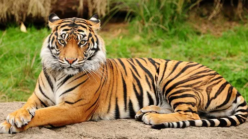Тигр Картинки тигр лежит на земле