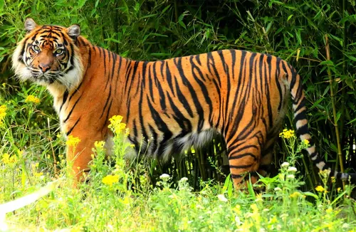 Тигр Картинки тигр в травянистой местности