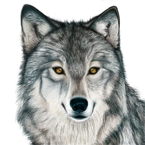 Волк Картинки волк с желтыми глазами