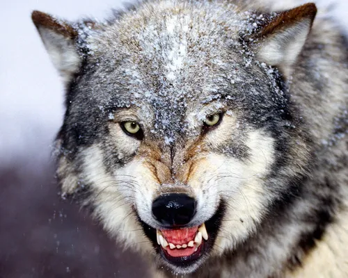 Волк Картинки волк с открытым ртом