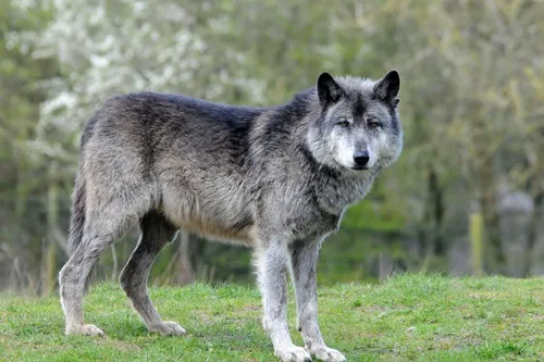 Волк Картинки волк, стоящий в травянистой местности