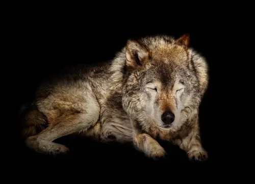 Волк Картинки собака лежа