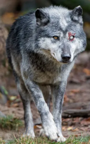 Волк Картинки волк, стоящий на земле