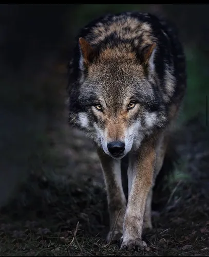 Волк Картинки волк, стоящий в темноте