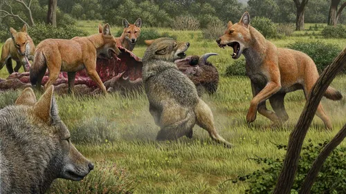 Волк Картинки группа диких животных