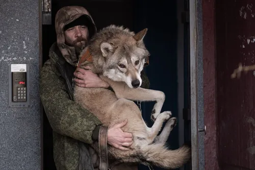Волк Картинки человек, держащий собаку