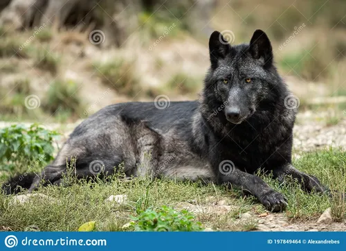 Волк Картинки волк, лежащий на траве