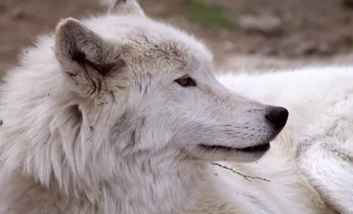 Волк Картинки белый волк с открытым ртом