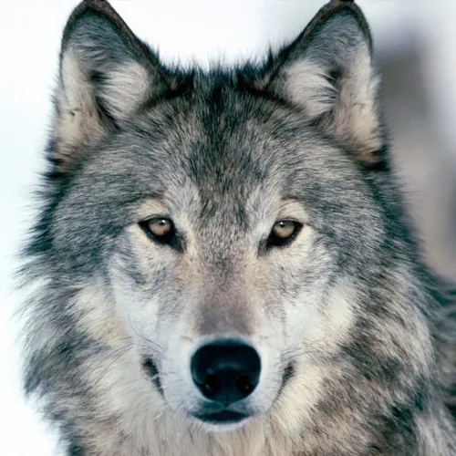 Волк Картинки крупный план волка