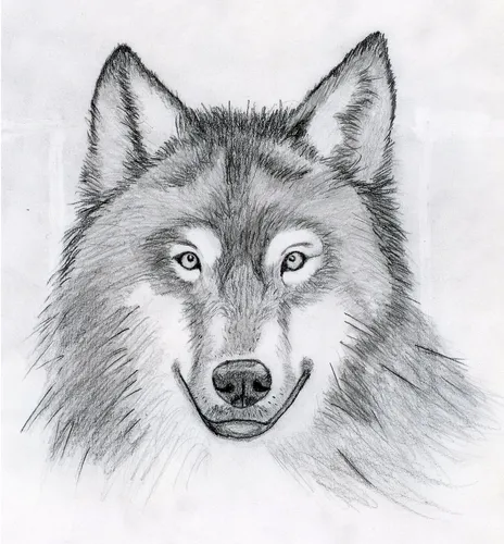 Волк Картинки рисунок волка