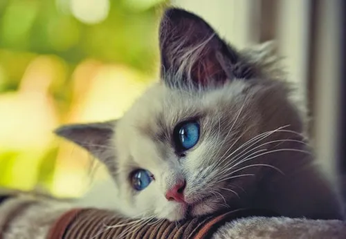 Грустная Картинка Картинки кот с голубыми глазами