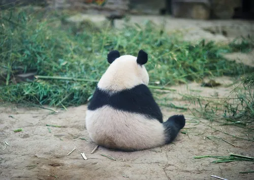 Грустная Картинка Картинки панда сидит на земле