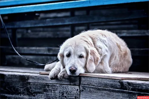 Грустная Картинка Картинки собака, лежащая на лодке