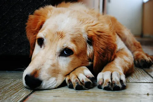 Грустная Картинка Картинки собака, лежащая на полу
