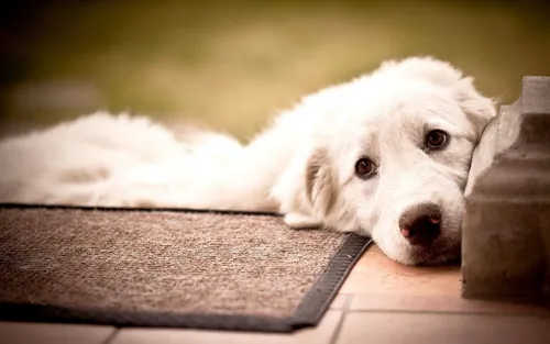 Грустная Картинка Картинки белая собака, лежащая на деревянной поверхности