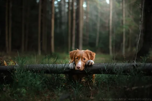 Грусть Картинки собака в лесу