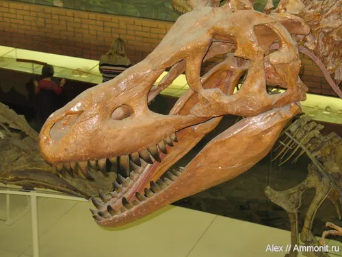 Динозавры Картинки большая рептилия в музее