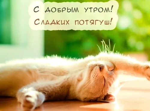 Доброе Утро Прикольные Смешные С Надписью Картинки кошка, лежащая на спине