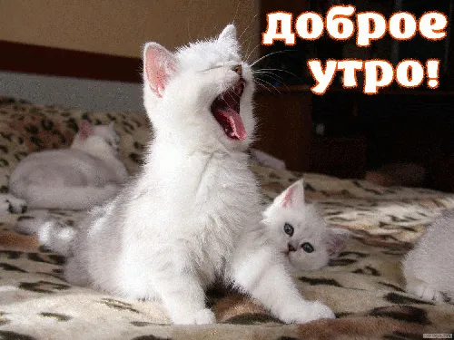 кошка с открытым ртом и котенком перед ней