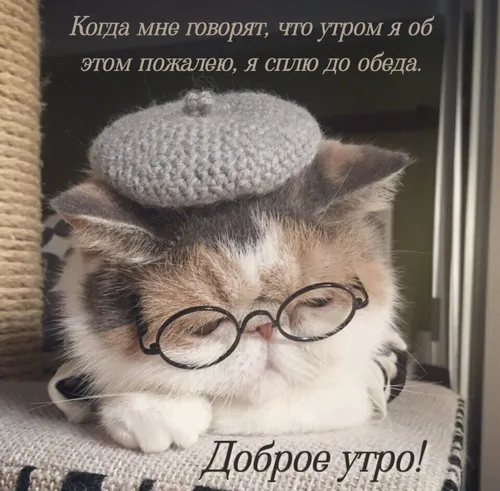 Доброе Утро Прикольные Смешные С Надписью Картинки кошка в очках