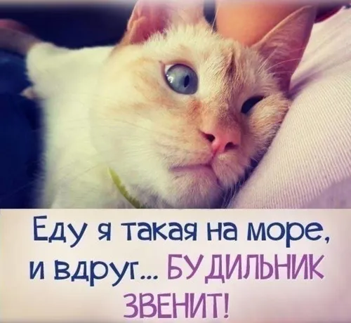 Доброе Утро Прикольные Смешные С Надписью Картинки кошка, лежащая на одеяле