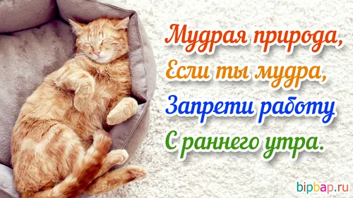 Доброе Утро Прикольные Смешные С Надписью Картинки кошка, лежащая на диване