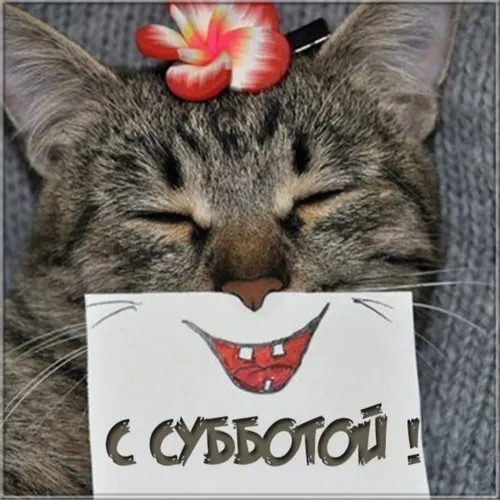 Доброе Утро Суббота Картинки кошка с цветком на голове