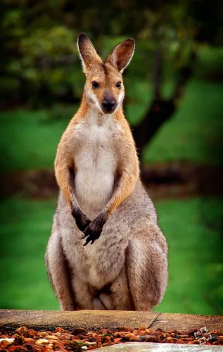 Животные Картинки кенгуру, стоящий на задних лапах