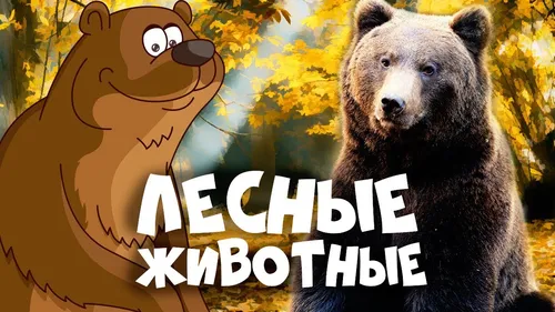 Животные Картинки медведь, стоящий перед плакатом