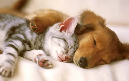 Животные Картинки кошка и собака спят