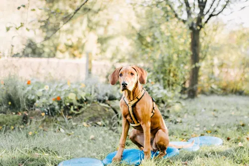 Здоровье Картинки собака, сидящая на одеяле в травянистой местности