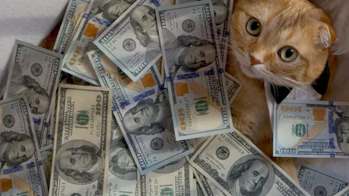 Бак Джонс, Бенджамин Франклин, Денег Картинки кот смотрит на кучу денег