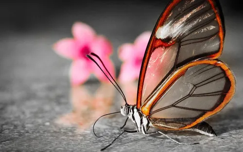 Необычные Обои на телефон бабочка с расправленными крыльями