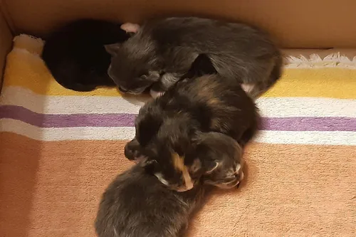 Котят Картинки группа котят, спящих на одеяле