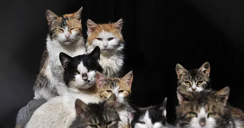 Котят Картинки группа кошек