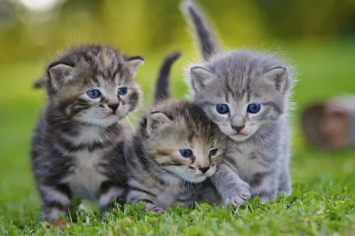 Котят Картинки группа котят в траве