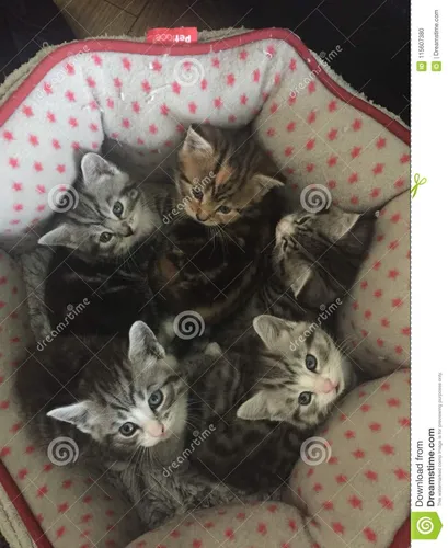 Котят Картинки группа котят на одеяле