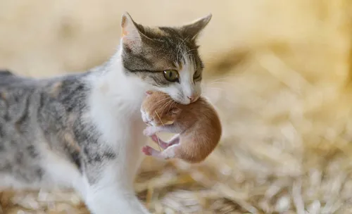 Котят Картинки кошка держит котенка