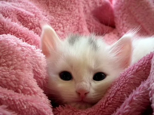 Котят Картинки белый котенок в розовом одеяле
