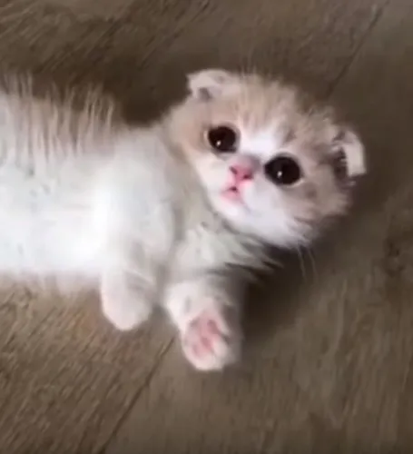Котят Картинки белый котенок на одеяле