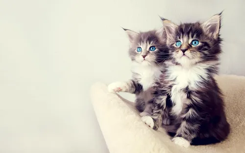 Котят Картинки пара котят, сидящих на белой поверхности