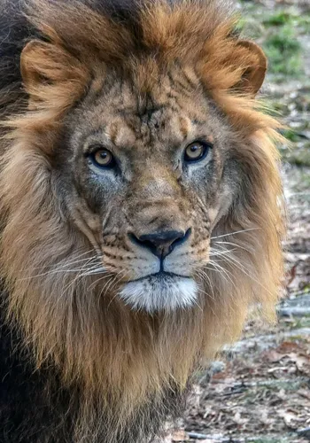 Льва Картинки лев с белым лицом